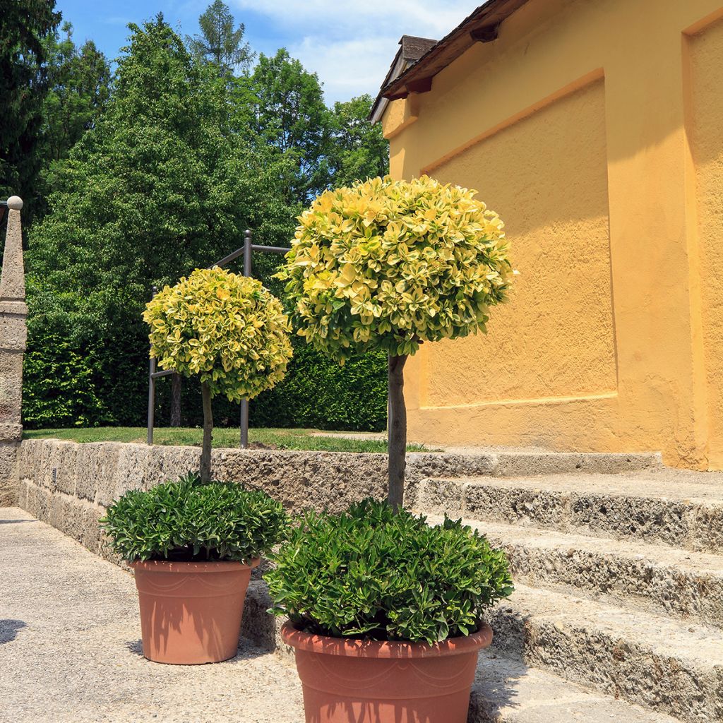 Euonymus fortunei Emerald 'n gold