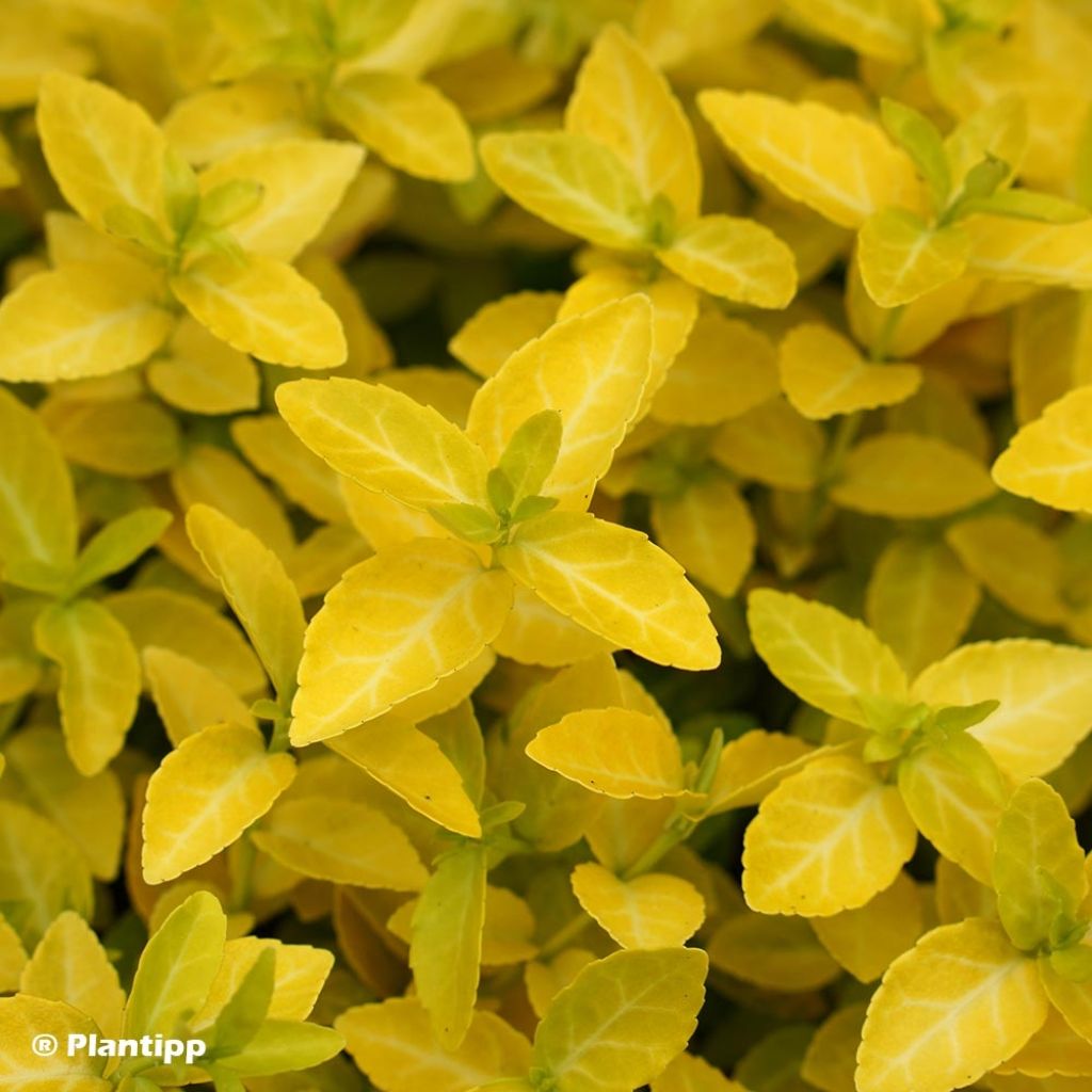 Euonymus fortunei Goldy