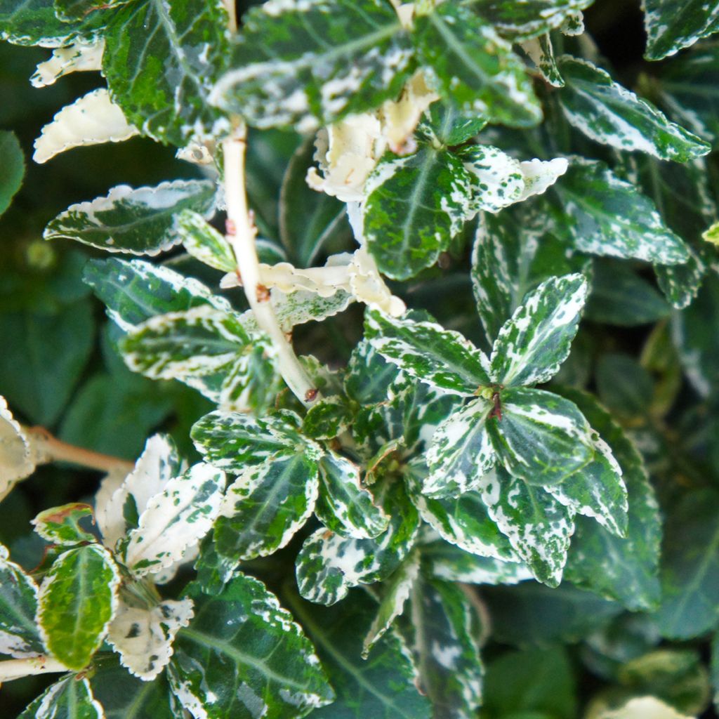 Euonymus fortunei Harlequin