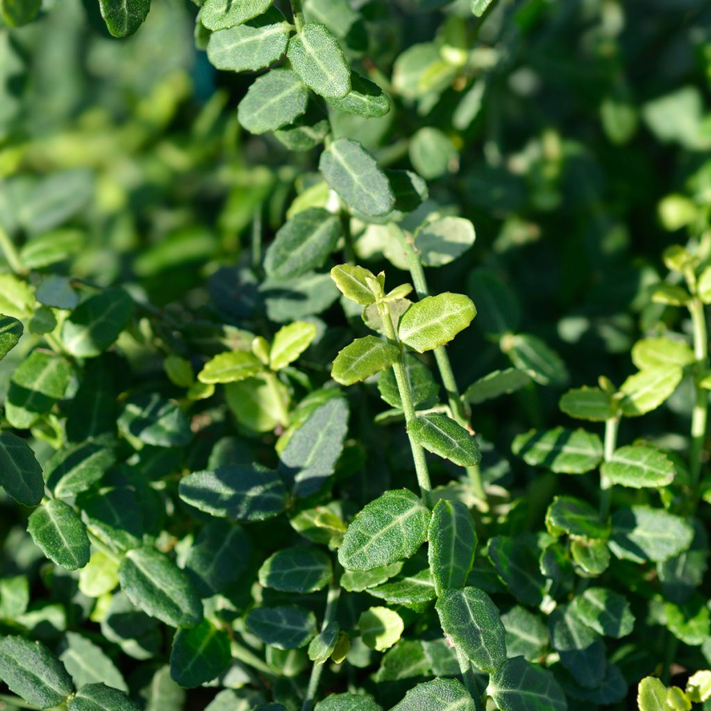 Euonymus fortunei Minimus