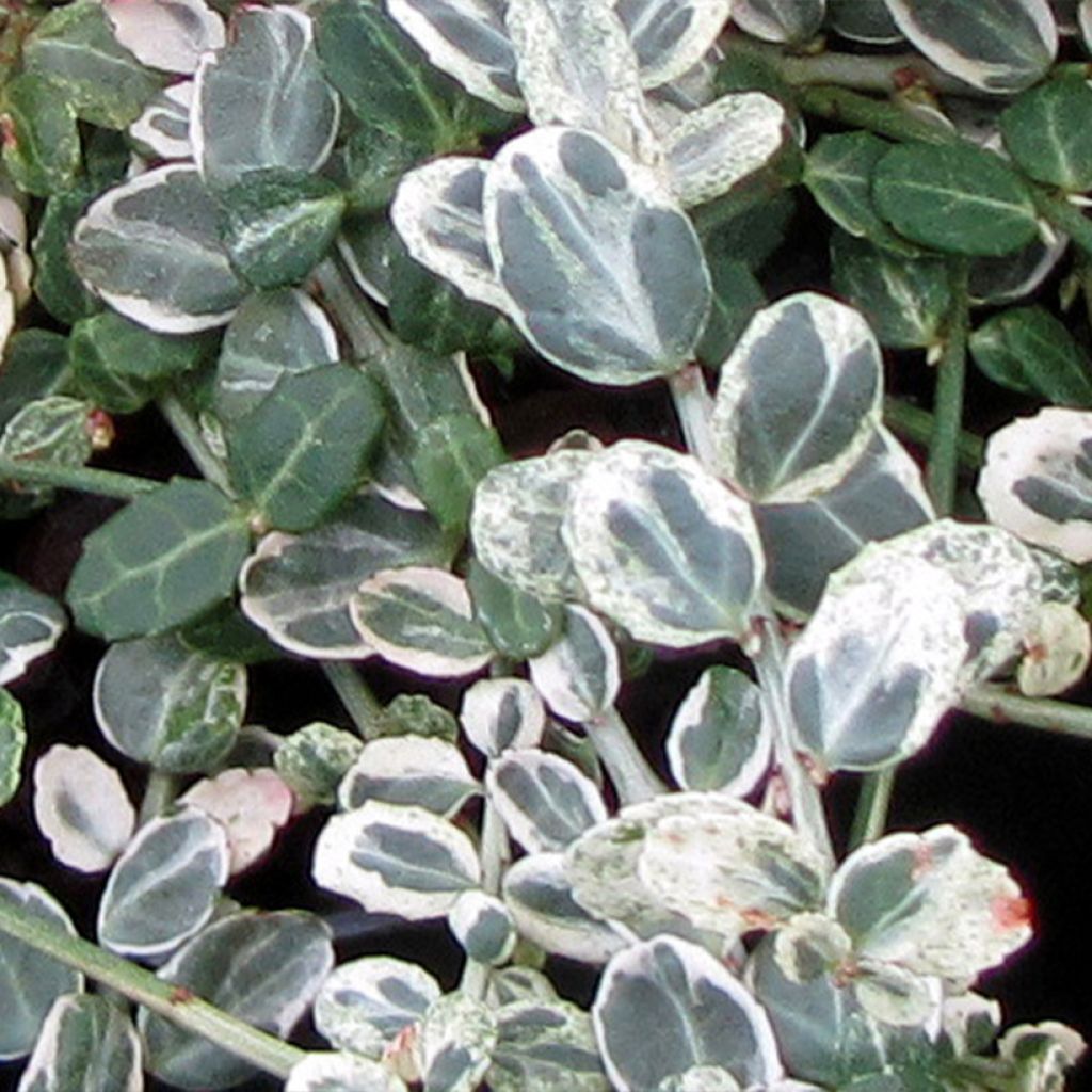 Euonymus fortunei Silver Carpet