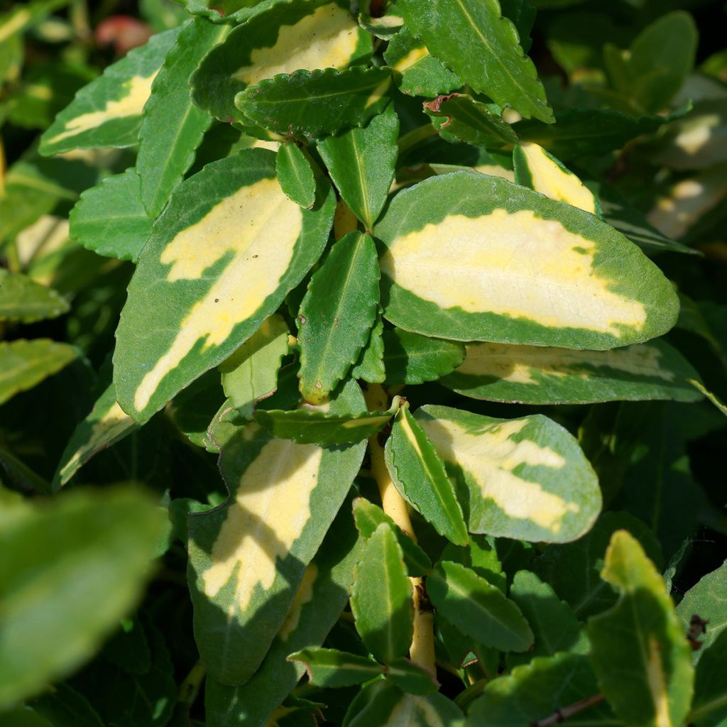 Euonymus fortunei Sunspot
