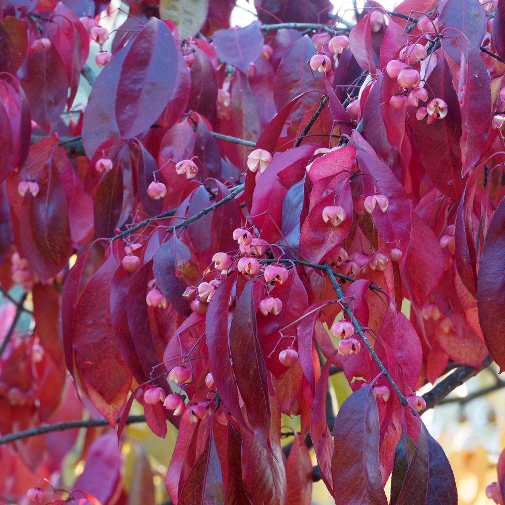 Euonymus grandiflorus Red Wine