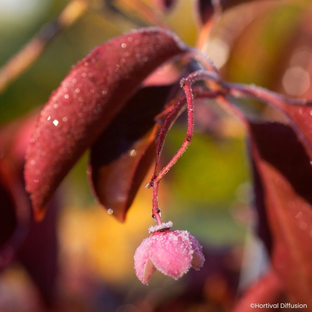 Euonymus grandiflorus Ruby Wine