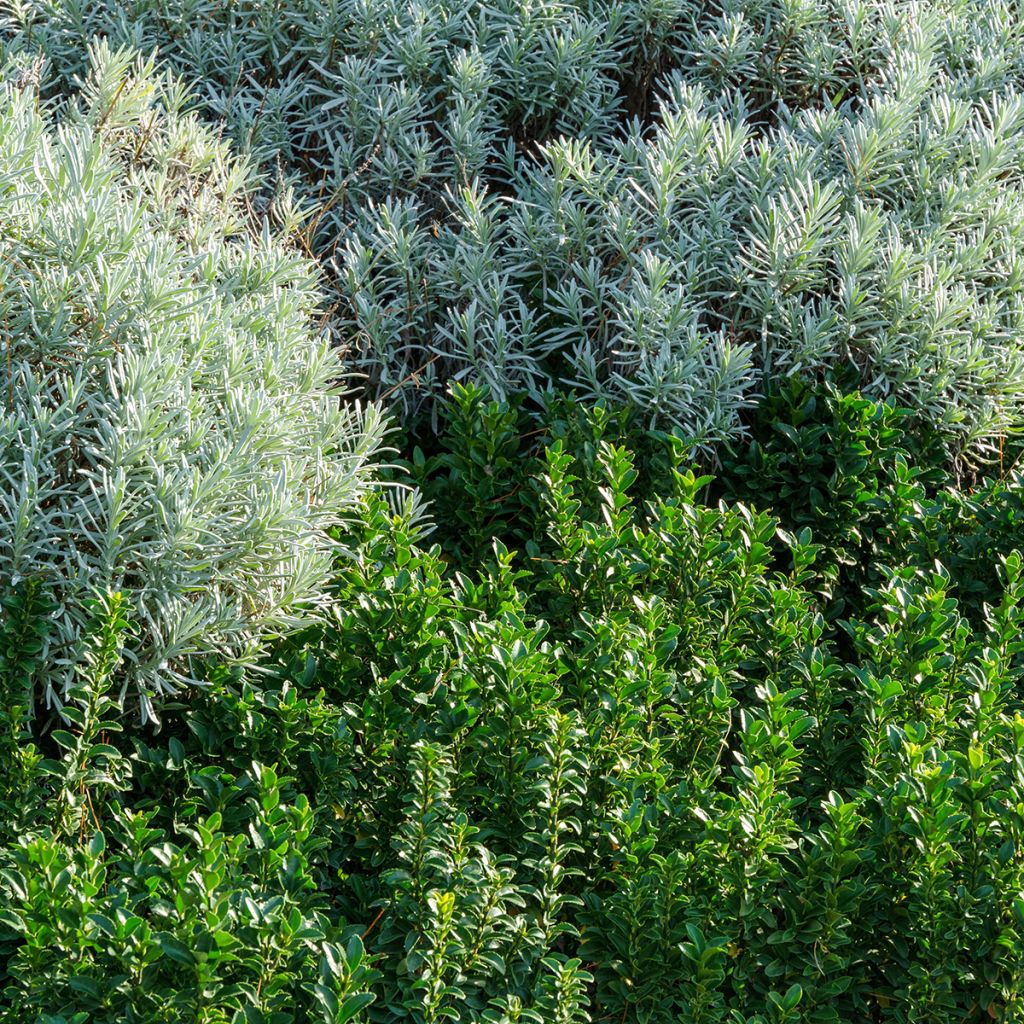 Fusaria giapponese Benkomasaki