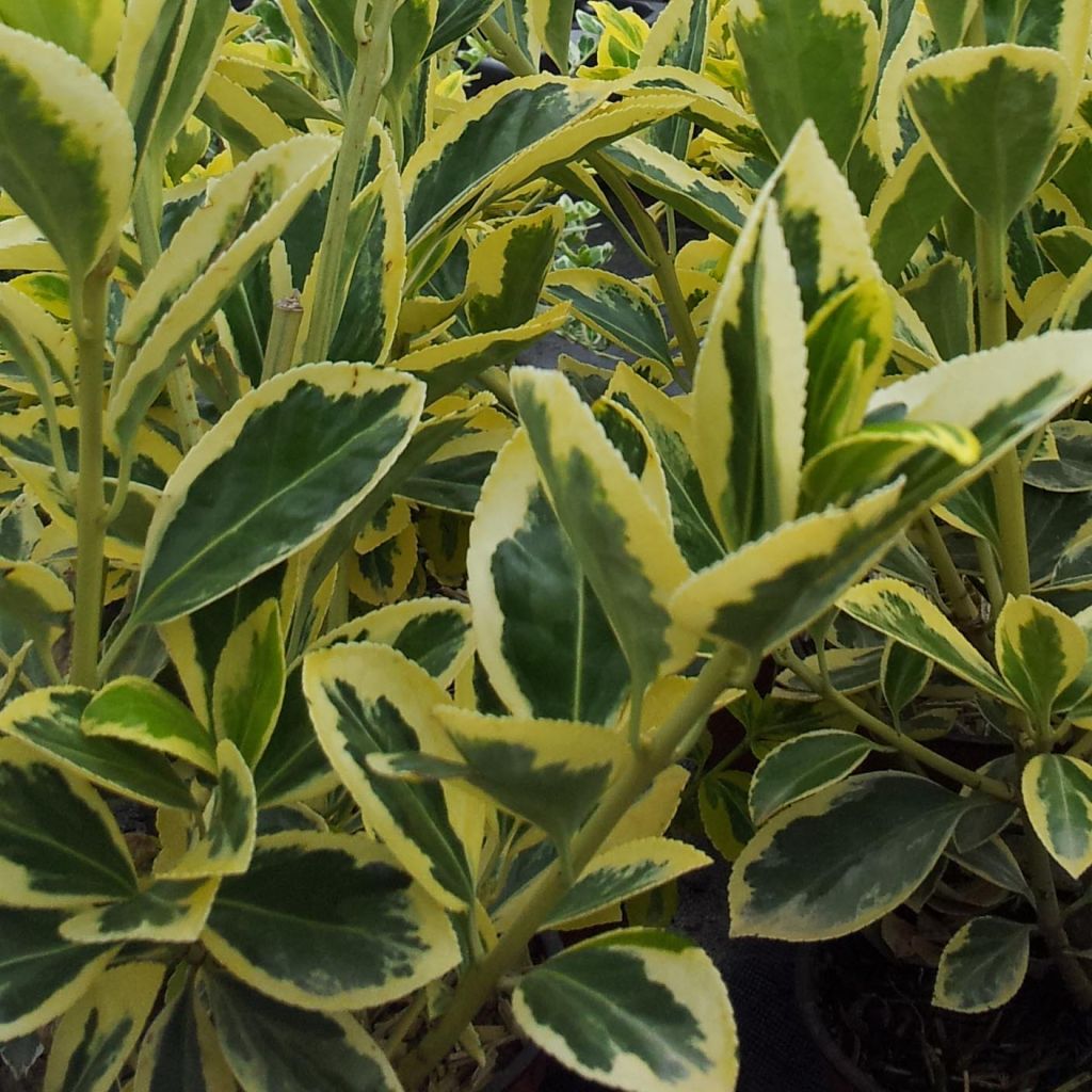 Fusaria giapponese Bravo