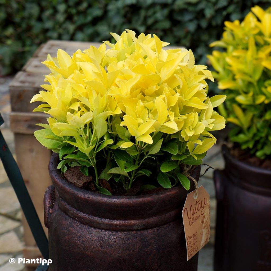 Fusaria giapponese El Dorado