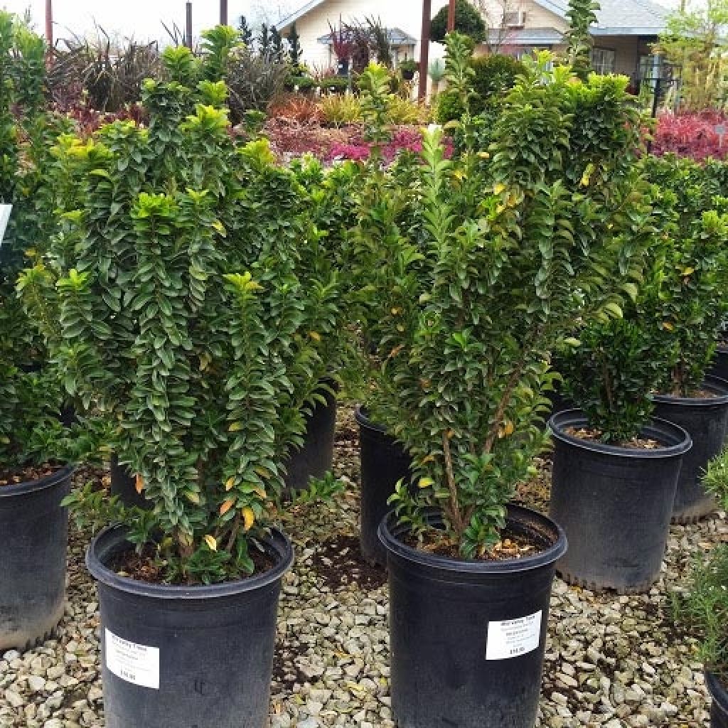 Fusaria giapponese Green Spire