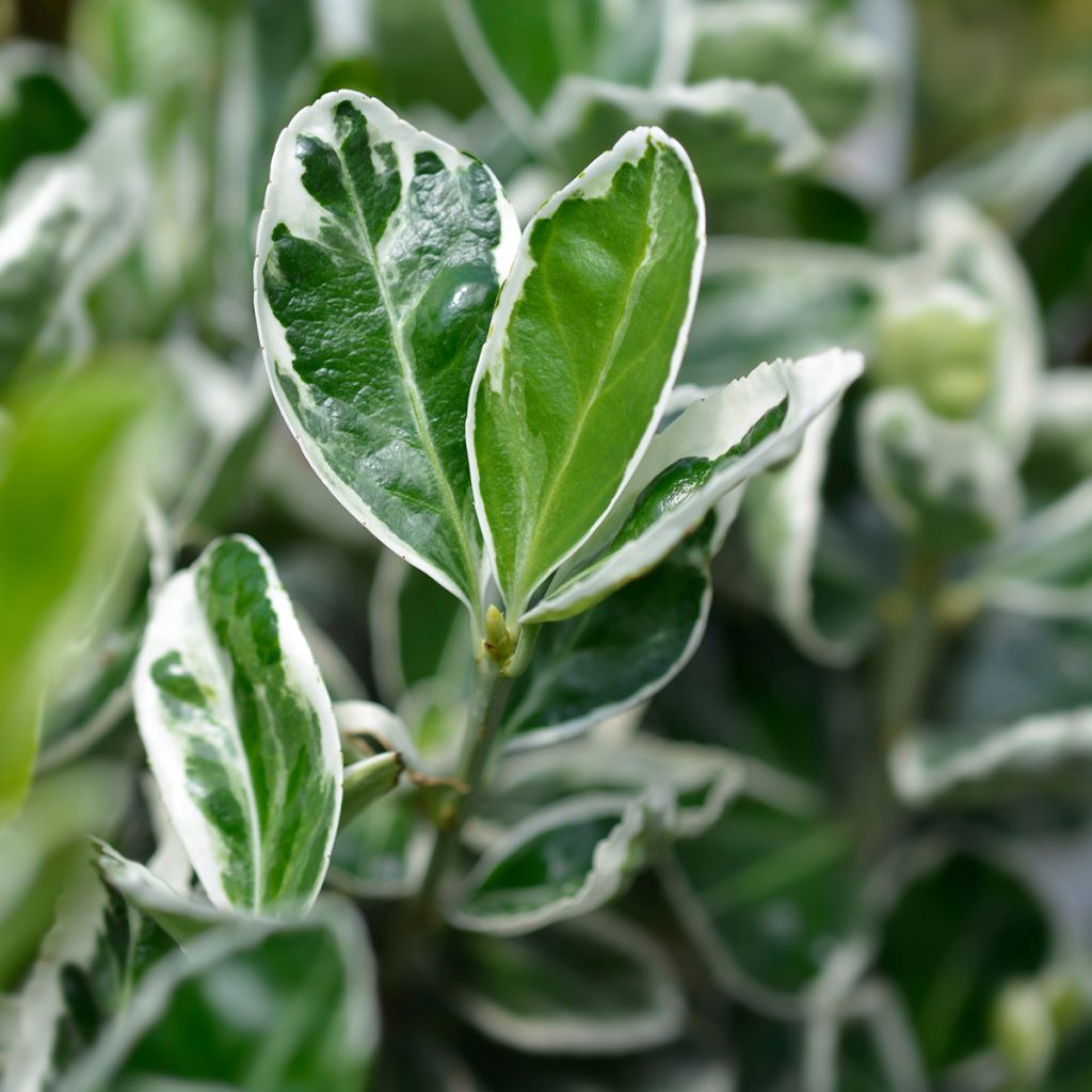 Fusaria giapponese Kathy