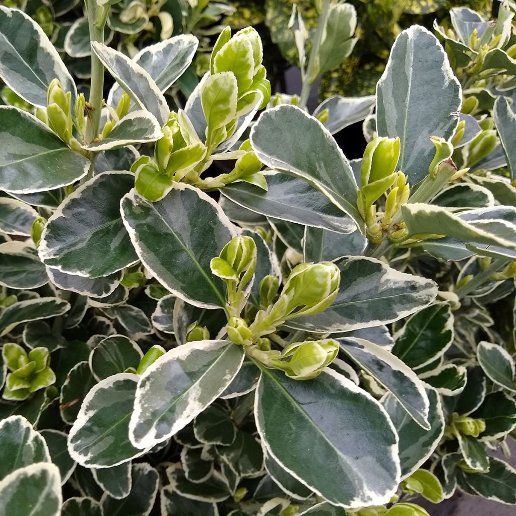 Fusaria giapponese Kathy