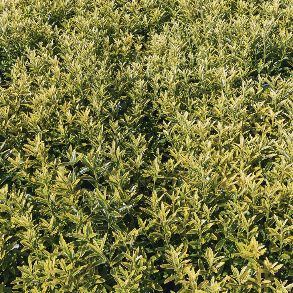 Fusaria giapponese Microphyllus Aureovariegatus