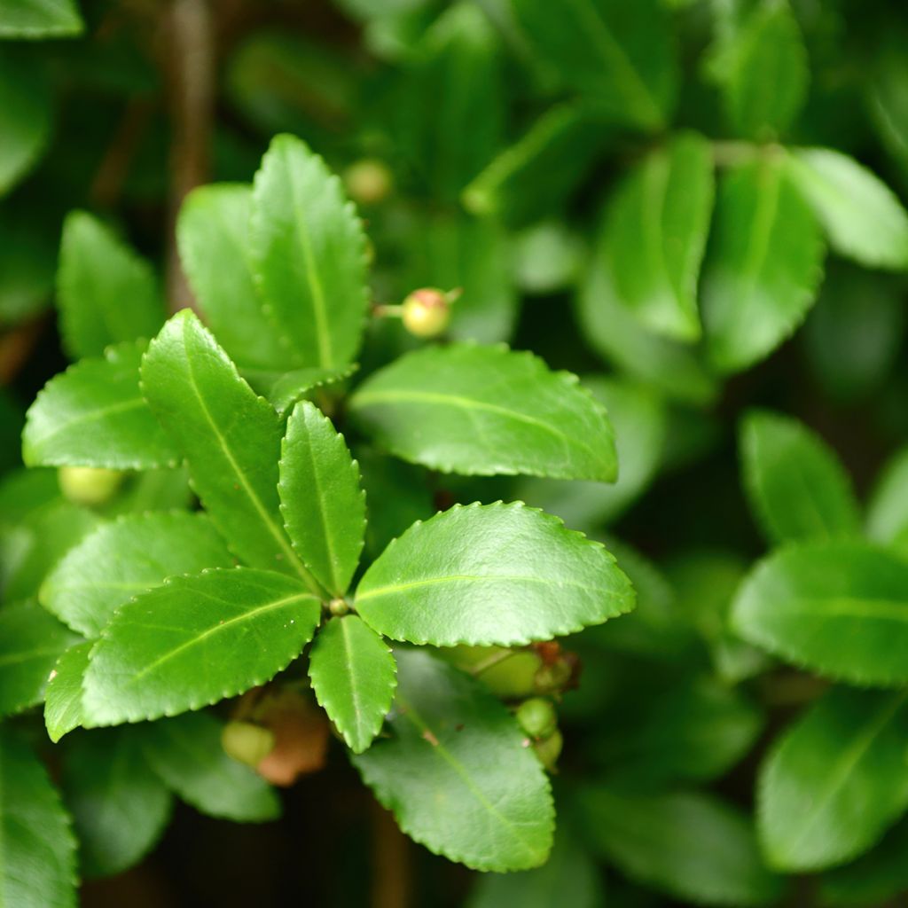 Fusaria giapponese Microphyllus