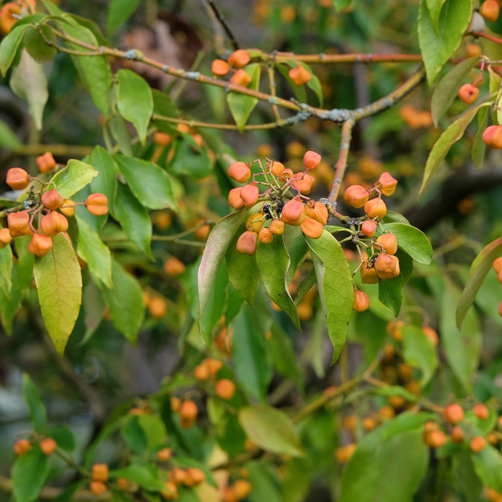 Euonymus myrianthus