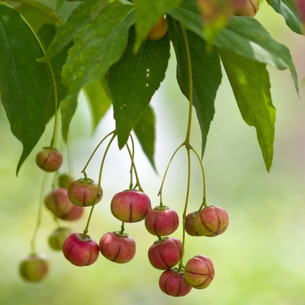 Euonymus oxyphyllus - Fusain de Corée