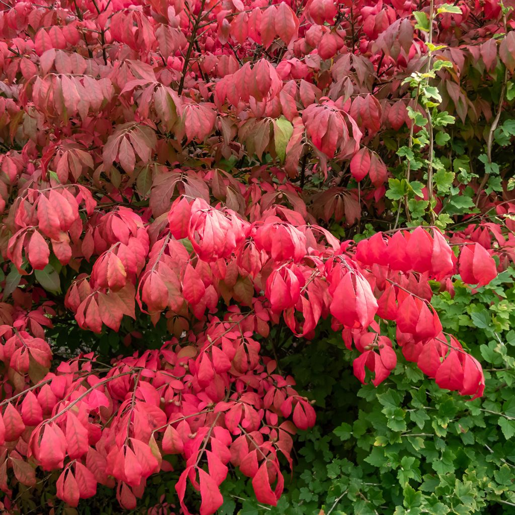 Euonymus alatus Blade Runner - Evonimo alato