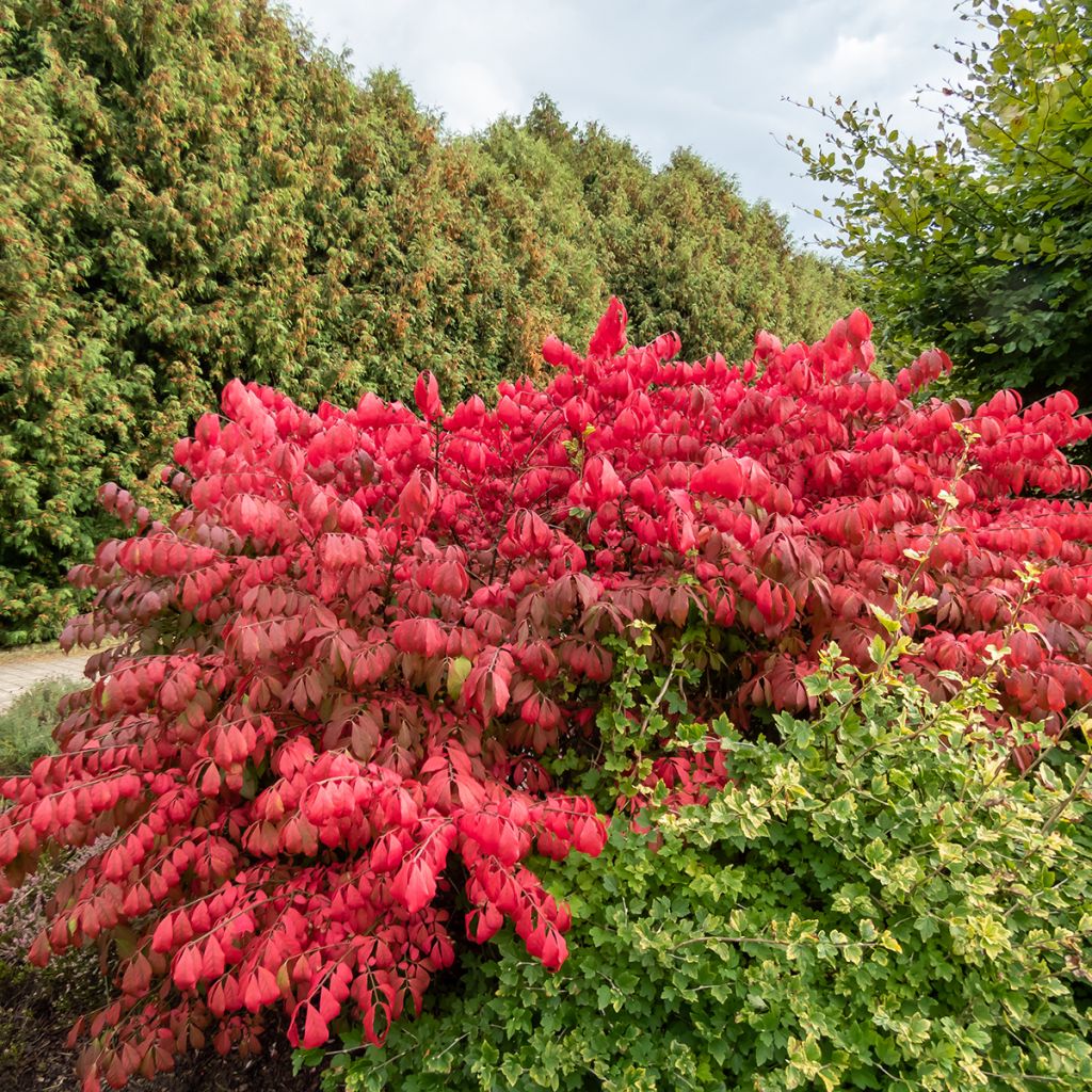 Euonymus alatus Blade Runner - Evonimo alato