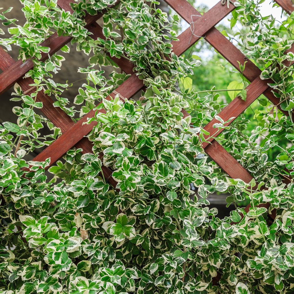 Euonymus fortunei Silver Carpet