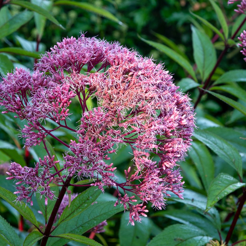 Eupatorium maculatum Atropurpureum