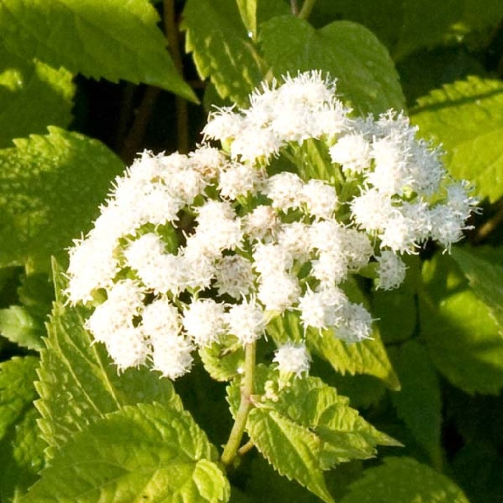 Eupatorium rugosum Braunlaub