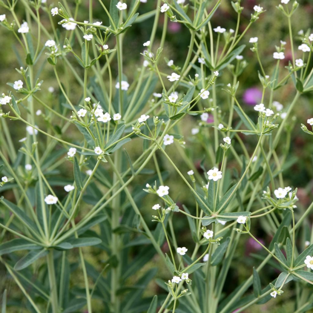 Euphorbia corollata
