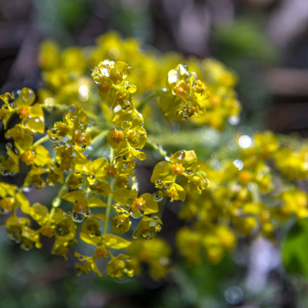 Euphorbia cyparissias - Euforbia cipressina