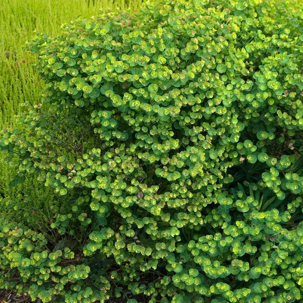 Euphorbia Redwing