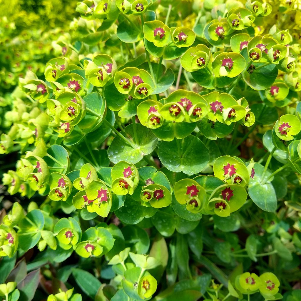 Euphorbia Redwing