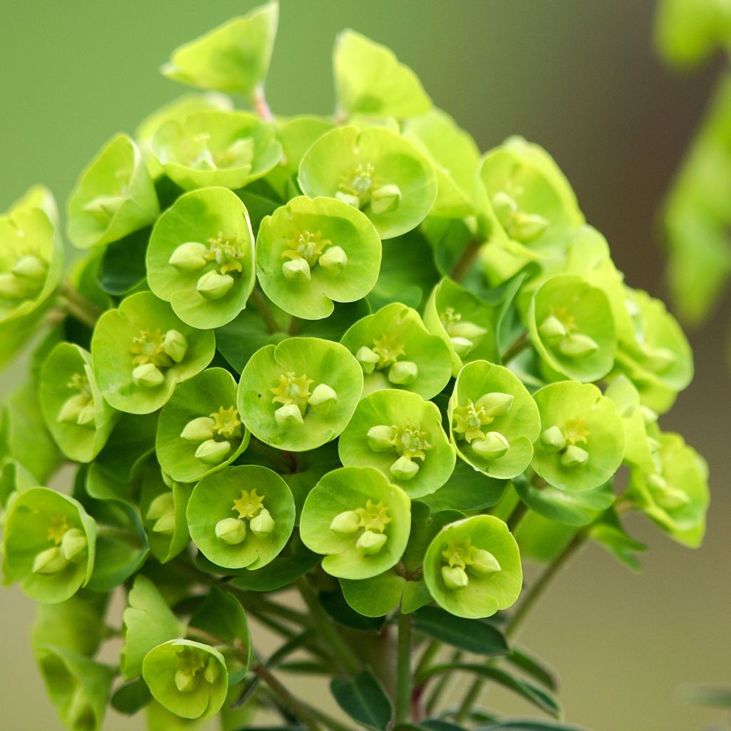 Euphorbia Redwing