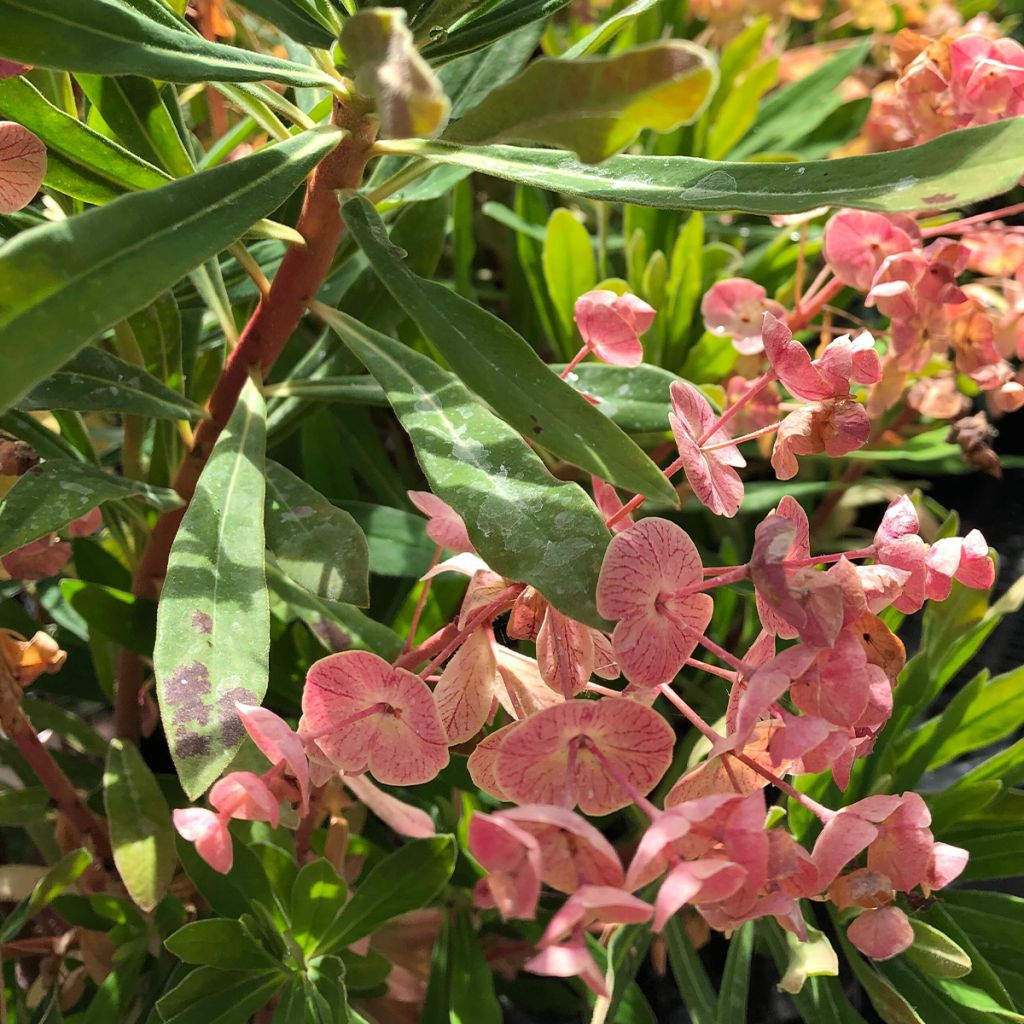 Euphorbia martinii