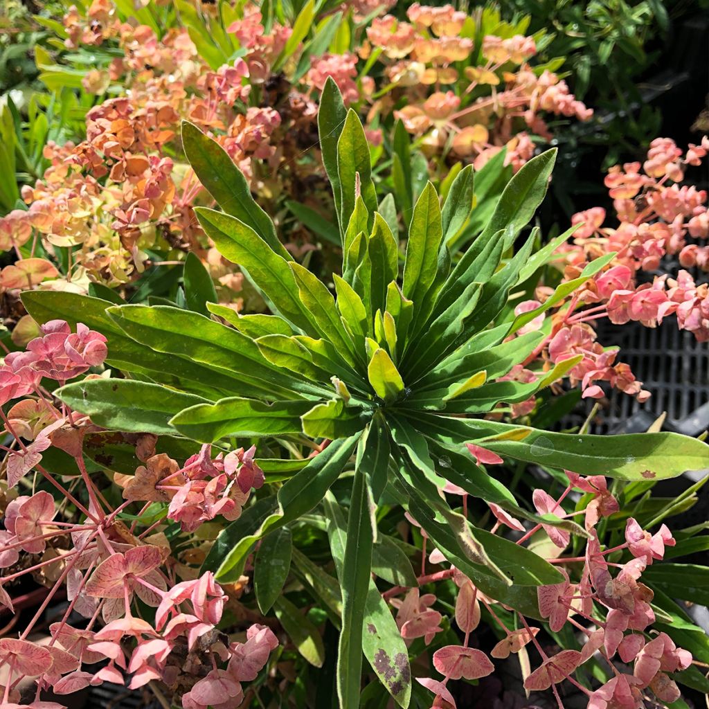 Euphorbia martinii