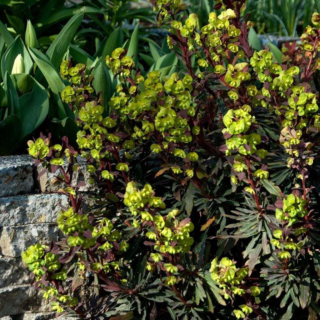 Euphorbia amygdaloides Purpurea
