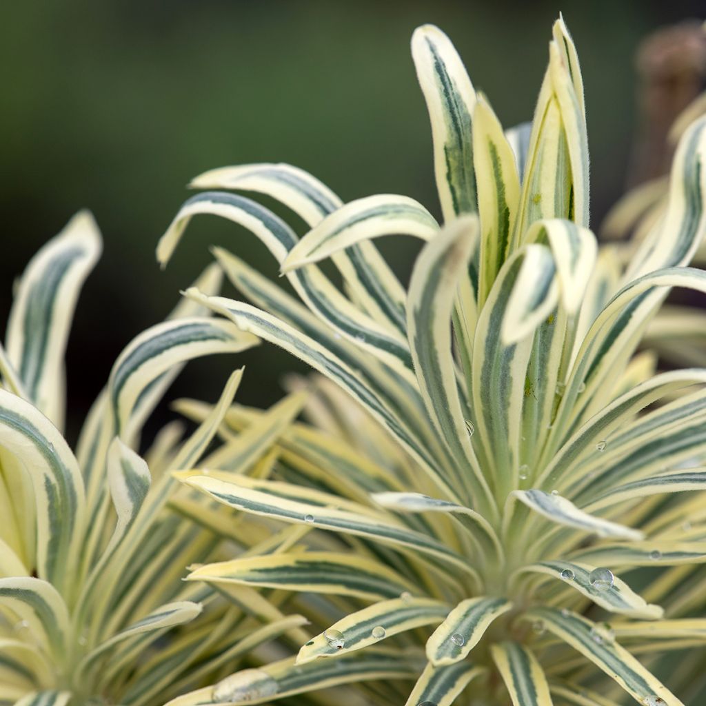 Euphorbia characias Emmer Green