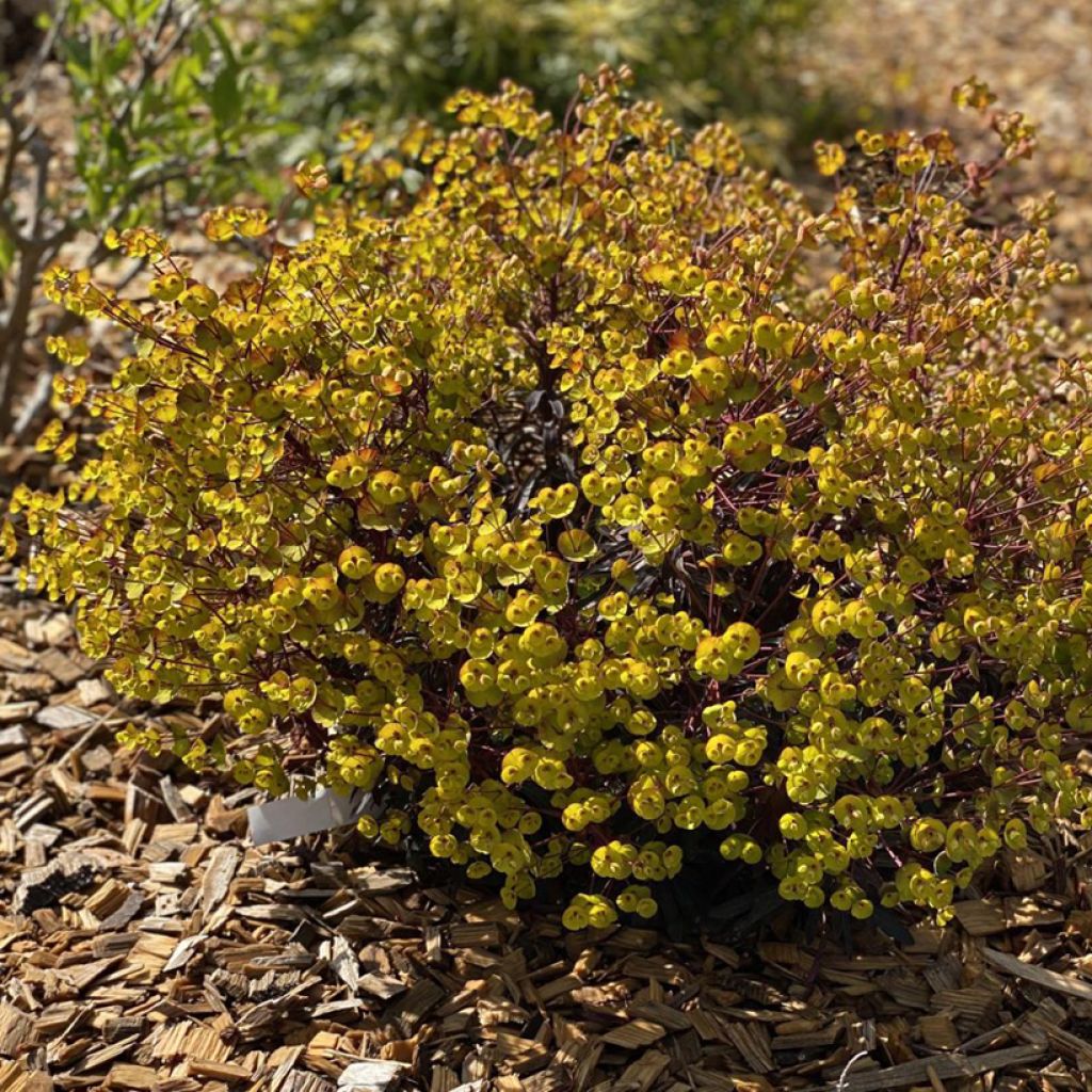 Euphorbia characias Miners Merlot