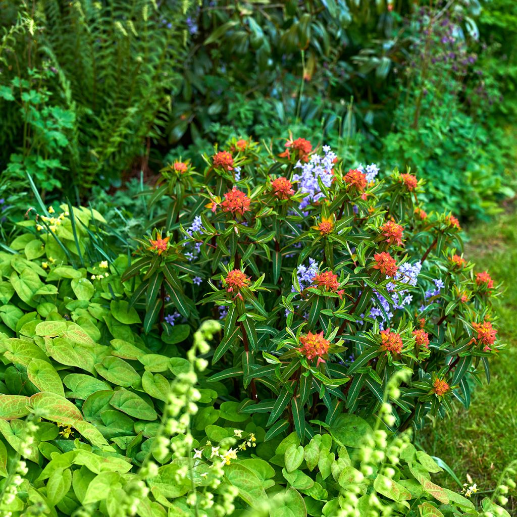 Euphorbia griffithii Fireglow