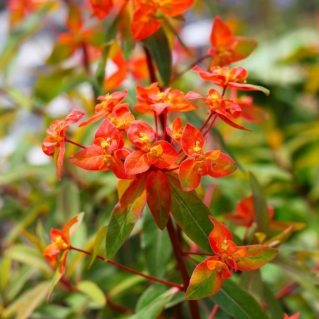 Euphorbia griffithii Fireglow