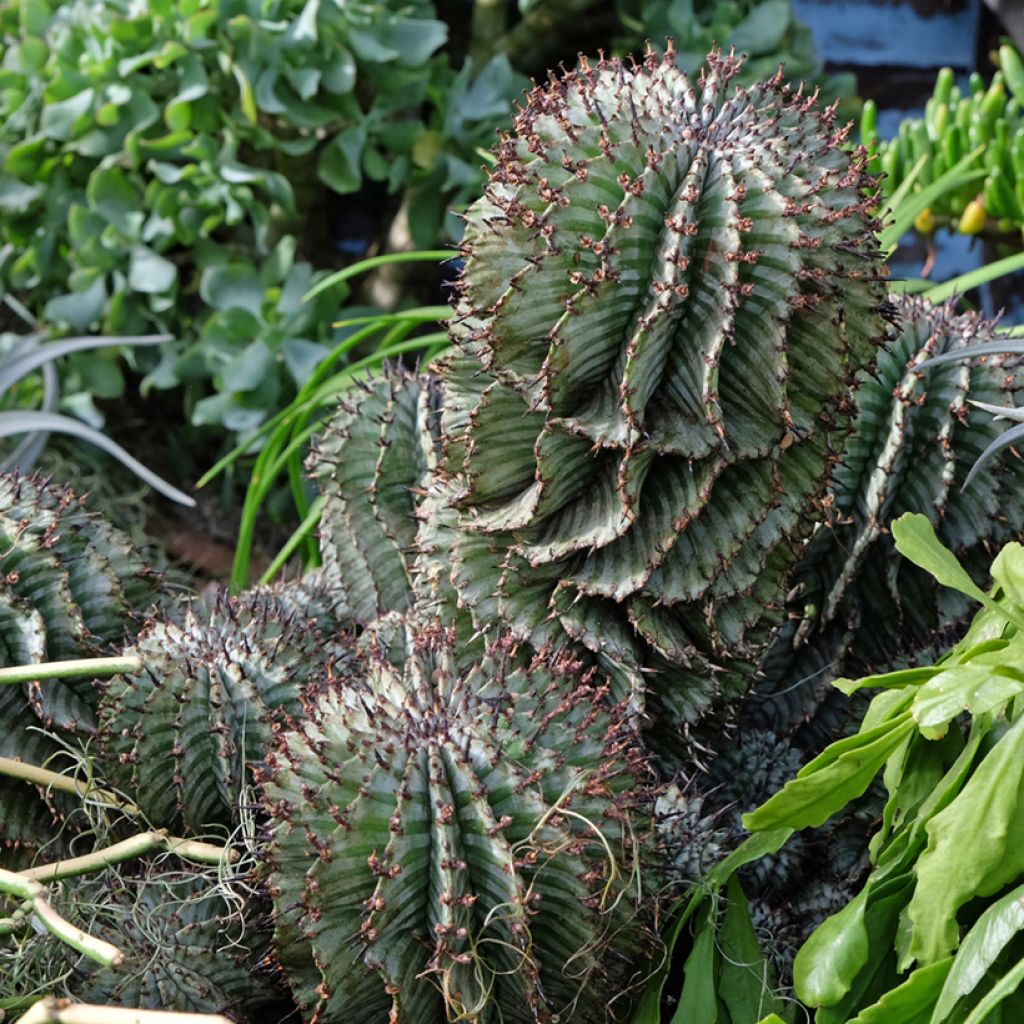 Euphorbia horrida Alba