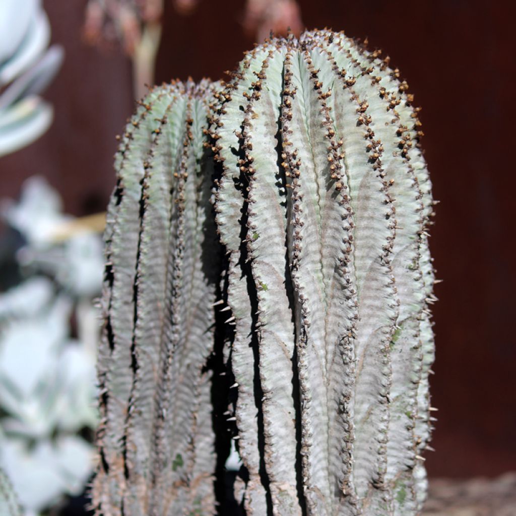Euphorbia horrida Alba