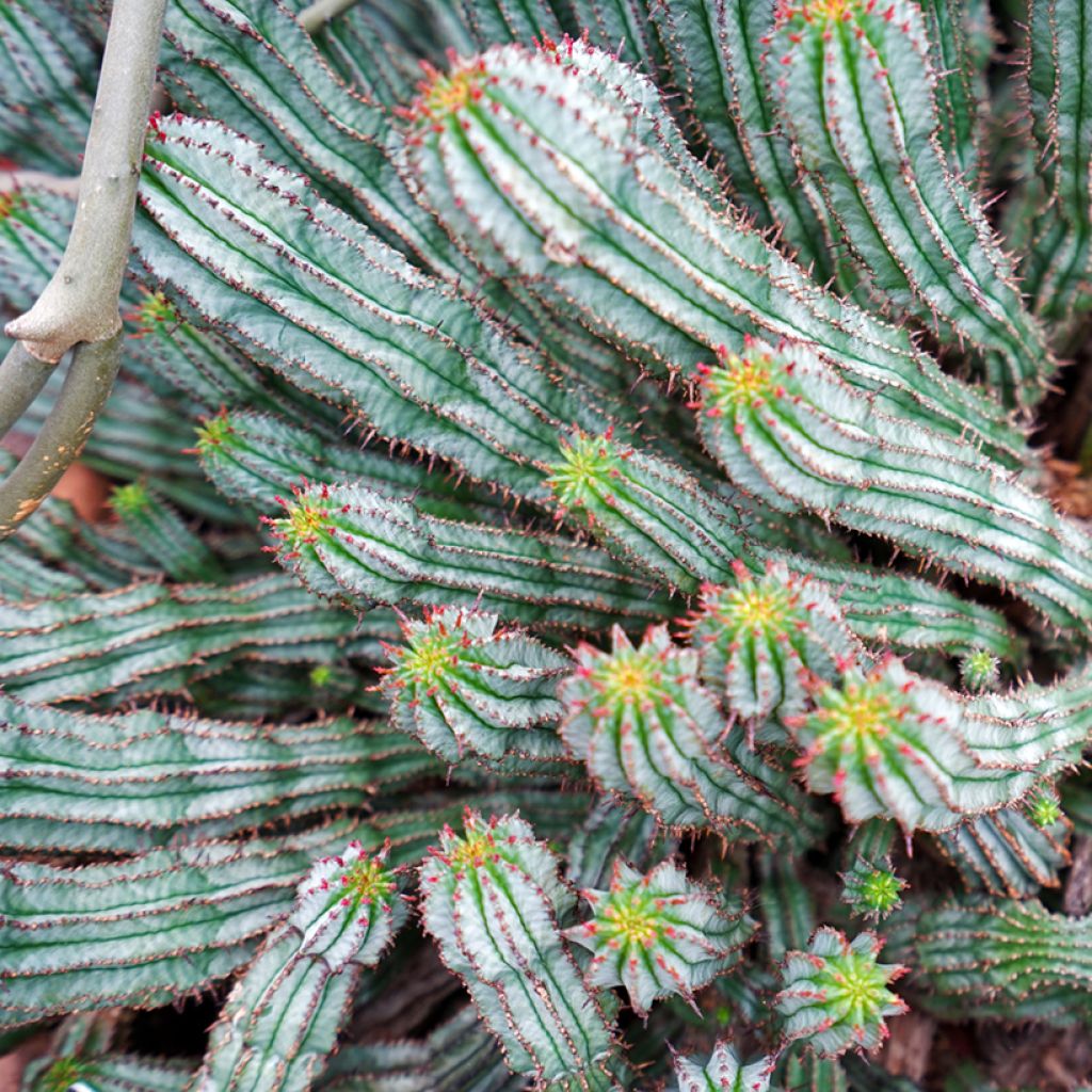 Euphorbia horrida Alba