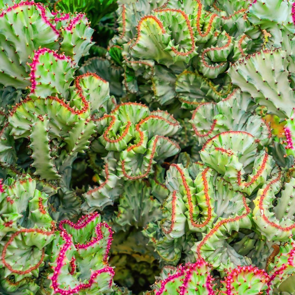 Euphorbia lactea Cristata