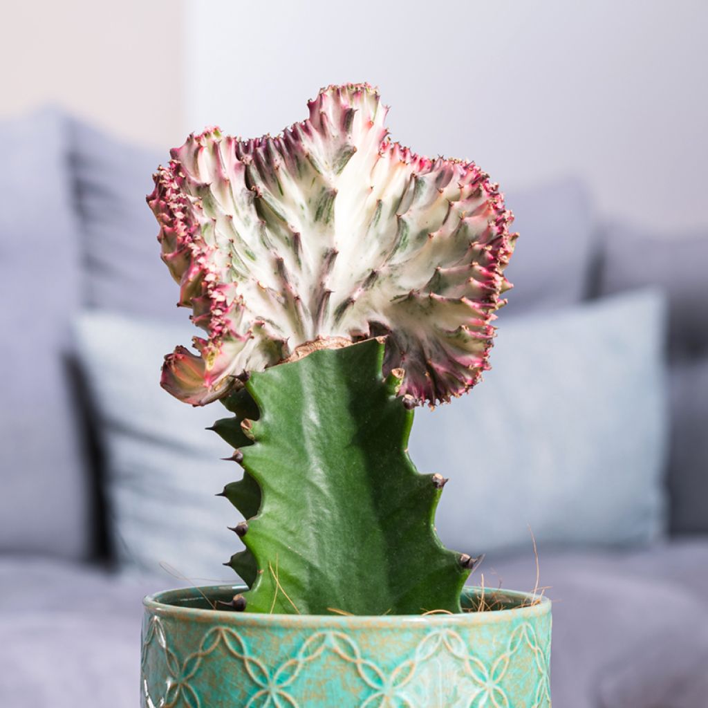 Euphorbia lactea Cristata