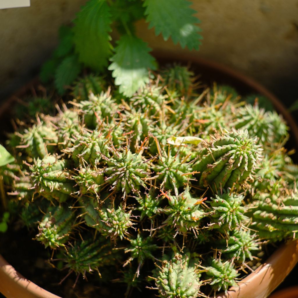 Euphorbia mammillaris