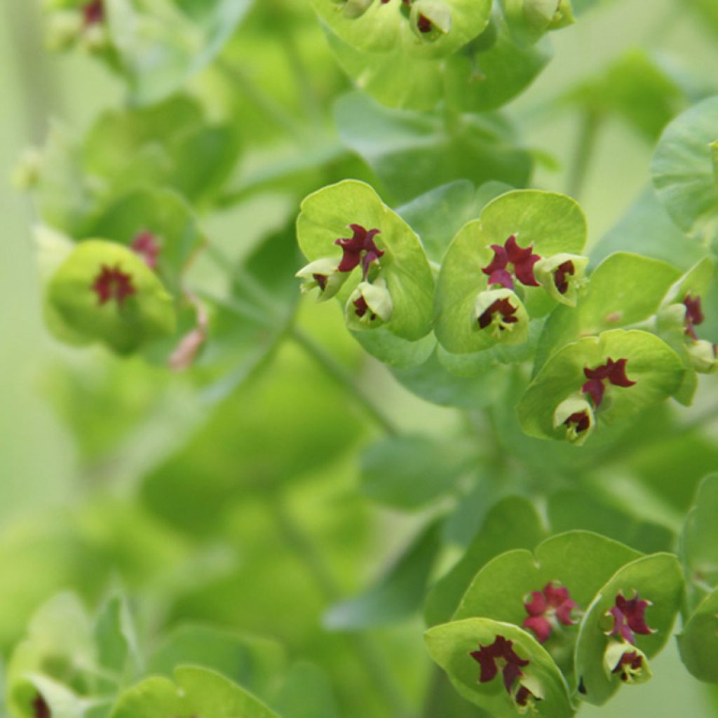 Euphorbia martinii