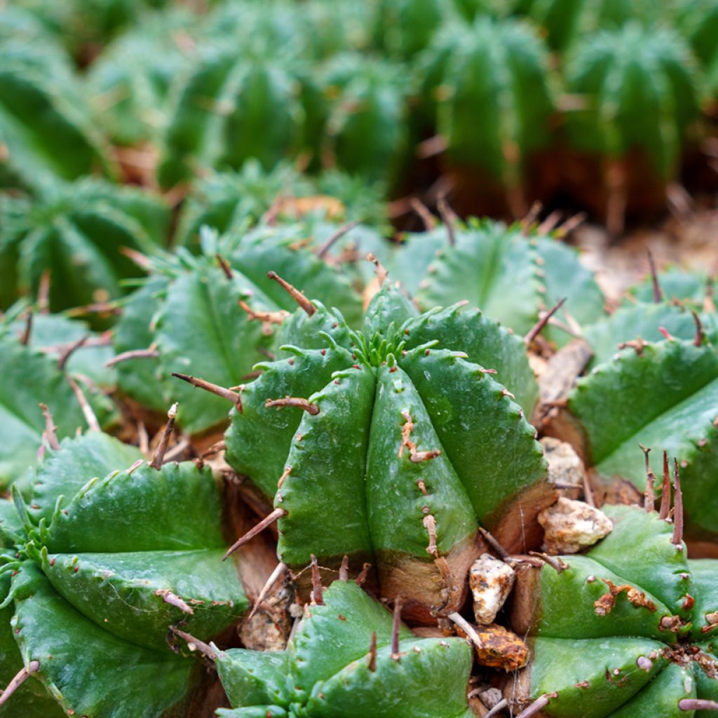 Euphorbia meloformis