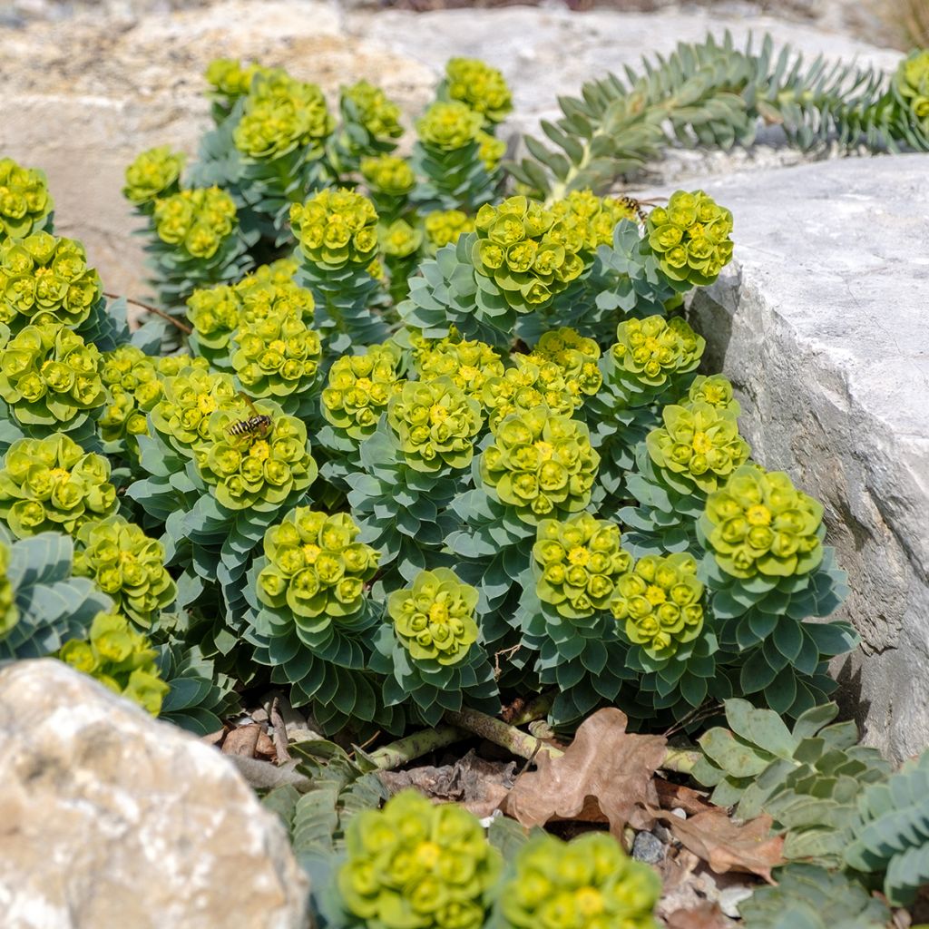 Euphorbia myrsinites