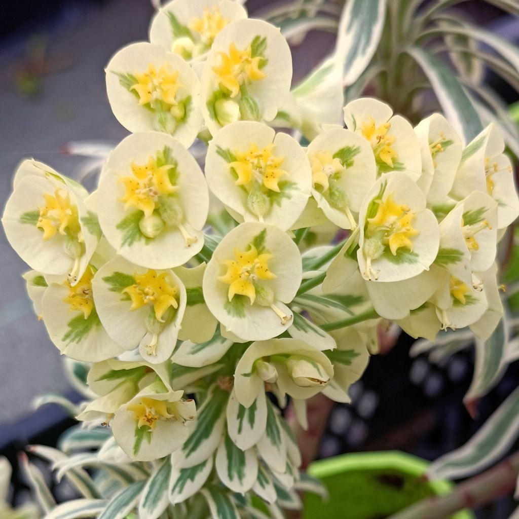 Euphorbia characias Tasmanian tiger