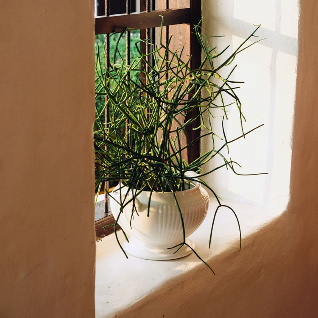 Euphorbia tirucalli - Albero delle Matite