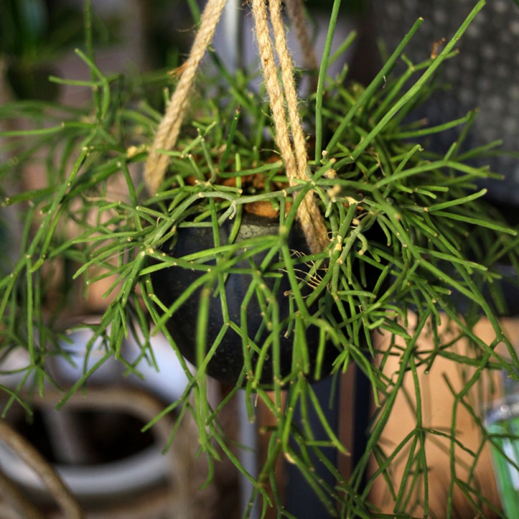 Euphorbia tirucalli - Albero delle Matite