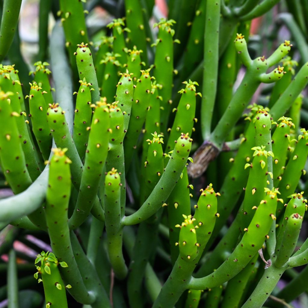 Euphorbia tirucalli - Albero delle Matite