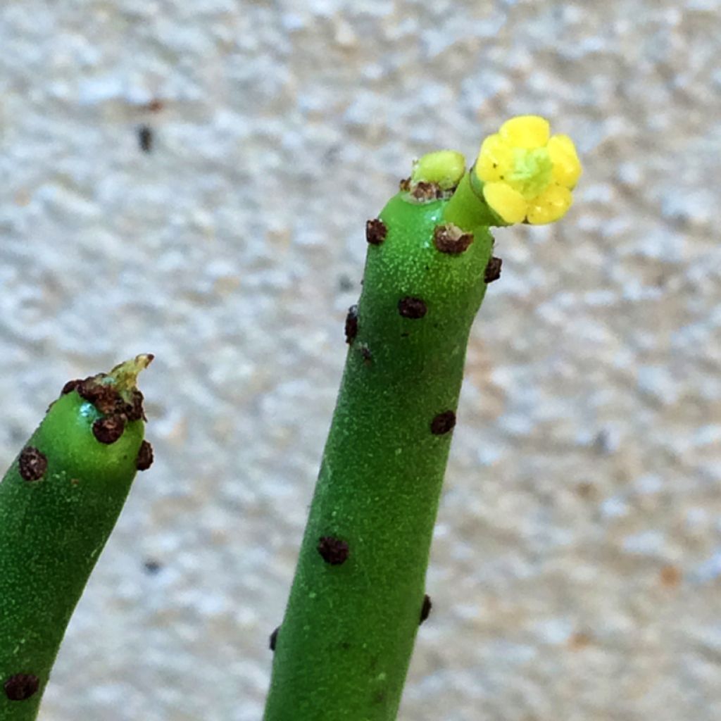 Euphorbia tirucalli - Albero delle Matite