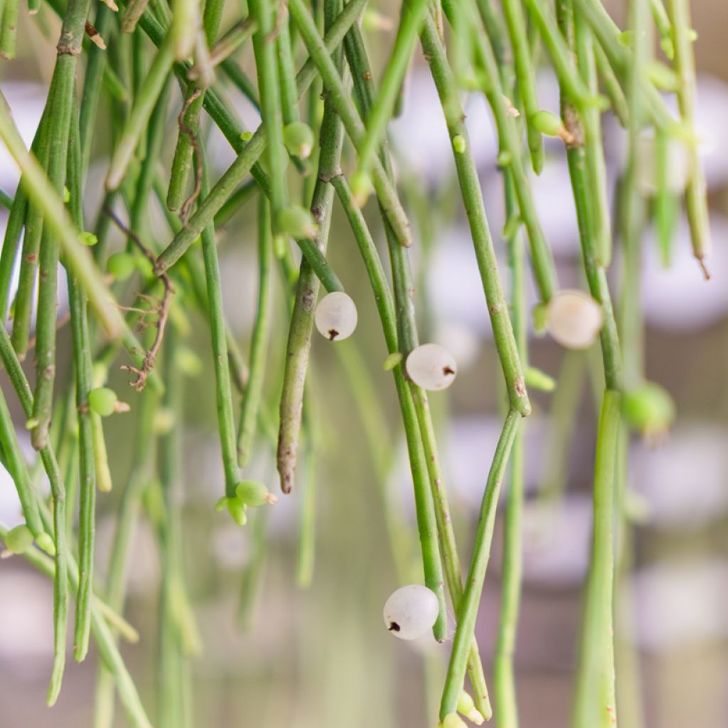 Euphorbia tirucalli - Albero delle Matite